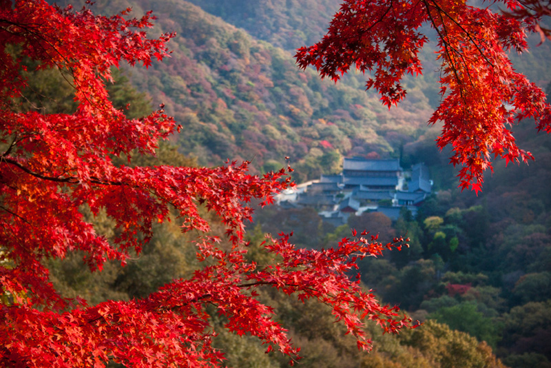 korea zen landscape monastery autumn red leaves