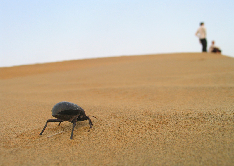 dung beetle thar desert